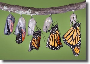 butterfly emerging from chrysalis