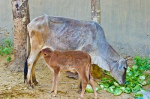 Cow eating cabbage