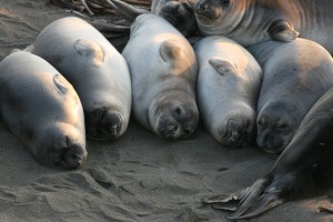 elephant seals