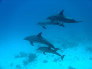 dolphins